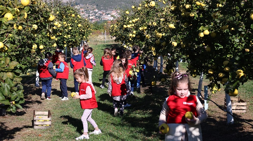 UZ PJESMU I IGRU MALIŠANI OZVANIČILI POČETAK BERBE DUNJA